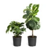 Monstera Deliciosa And Fiddle Leaf Fig Combo -Brighter Blooms Fiddle Swiss Combo 600x600 ce871f31 7617 4dfc b165 bb8888f174af