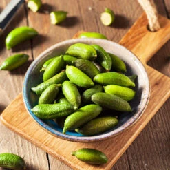 Australian Finger Lime Tree -Brighter Blooms Finger Lime Tree 4