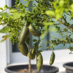 Australian Finger Lime Tree -Brighter Blooms Finger Lime Tree 6 BB