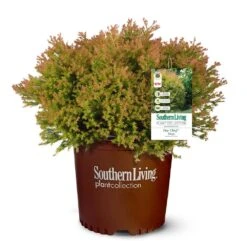 Fire Chief™ Thuja Shrub 9 Fire Chief™ Thuja Shrub -Brighter Blooms Fire Chief Arborvitae 5
