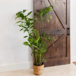 Fishtail Palm -Brighter Blooms Fishtail Palm 11 BB