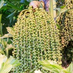 Fishtail Palm -Brighter Blooms Fishtail Palm 4