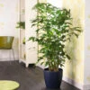 Fishtail Palm 2 Fishtail Palm -Brighter Blooms Fishtail Palm BB 600x600 925ab6b8 1eb7 49f5 a7e2 9da4caf9a4e2