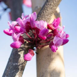 Flame Thrower® Redbud Tree 11 Flame Thrower® Redbud Tree -Brighter Blooms Flame Thrower Redbud 5