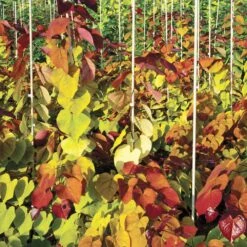 Flame Thrower® Redbud Tree 13 Flame Thrower® Redbud Tree -Brighter Blooms Flame Thrower Redbud 6