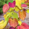 Flame Thrower® Redbud Tree 1 Flame Thrower® Redbud Tree -Brighter Blooms Flame Thrower Redbud 600x600 BB
