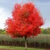 Flashfire® Maple Tree 2 Flashfire® Maple Tree -Brighter Blooms Flashfire Maple BB 600x600 7104a895 3deb 4178 b18a 92dad137ab75