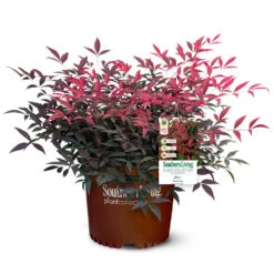 Flirt™ Nandina Bush -Brighter Blooms Flirt Nandina 5