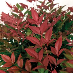 Flirt™ Nandina Bush -Brighter Blooms Flirt Nandina BB 3