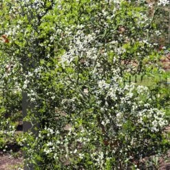 Hardy Orange Tree 'Flying Dragon' 15 Hardy Orange Tree 'Flying Dragon' -Brighter Blooms Flying Dragon Trifoliate orange 9