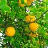 Hardy Orange Tree 'Flying Dragon' -Brighter Blooms Flying Dragon Trifoliate orange BB 600x600 485ec5d9 e8cc 4da4 8df0 ddbb64b47e6a