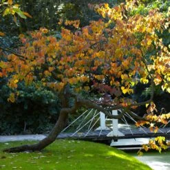Forest Pansy Redbud Tree -Brighter Blooms Forest Pansy Redbud 2