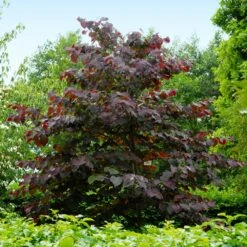 Forest Pansy Redbud Tree -Brighter Blooms Forest Pansy Redbud 4