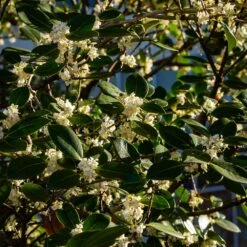 Fragrant Tea Olive Shrub -Brighter Blooms Fragrant Tea Olive 3 BB