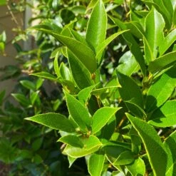 Fragrant Tea Olive Shrub -Brighter Blooms Fragrant Tea Olive 5
