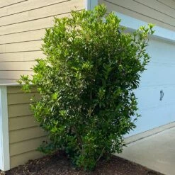 Fragrant Tea Olive Shrub -Brighter Blooms Fragrant Tea Olive 6