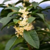 Fragrant Tea Olive Shrub -Brighter Blooms Fragrant Tea Olive 600x600 5e1d27bc 39af 4d2f 936d c6cda4e66e3c