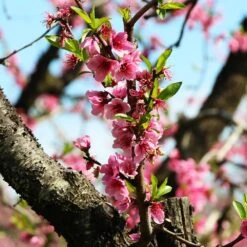 Frost Proof Peach Tree 8 Frost Proof Peach Tree -Brighter Blooms Frost Proof Peach 3