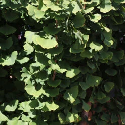 Goldspire Ginkgo Tree -Brighter Blooms GOldspire Ginkgo Tree 8