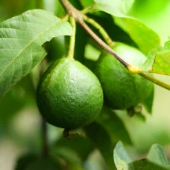 Guava Tree 'Ruby Supreme' -Brighter Blooms GUava tree 3 BB