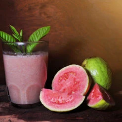 Guava Tree 'Ruby Supreme' -Brighter Blooms GUava tree 6 BB