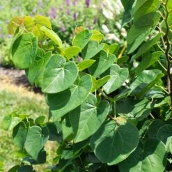 Garden Gems® Emerald Redbud Tree -Brighter Blooms Garden Gems Emerald 1