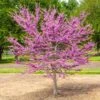 Garden Gems® Emerald Redbud Tree 2 Garden Gems® Emerald Redbud Tree -Brighter Blooms Garden Gems Emerald FGT 600x600 730c8d4c bef7 4502 9592 5e01b22eed4e