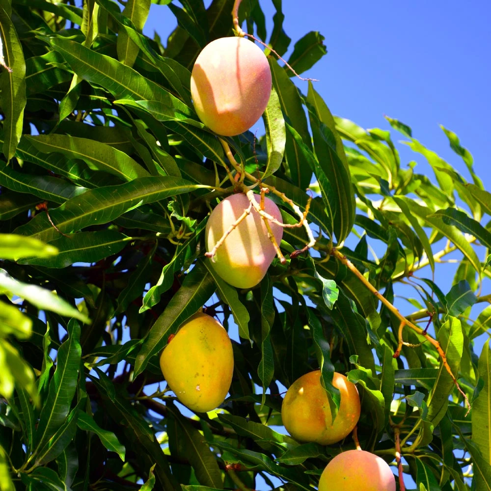 Mango Kit 7 Mango Kit - Image 5