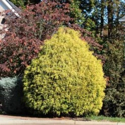 Gold Mop Cypress Tree -Brighter Blooms Gold Mop Cypress 1B BB