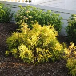 Gold Mop Cypress Tree -Brighter Blooms Gold Mop Cypress 2 BB