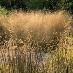 Golden Dew Tufted Hair Grass -Brighter Blooms Golden Dew Tufted Hair Grass 3