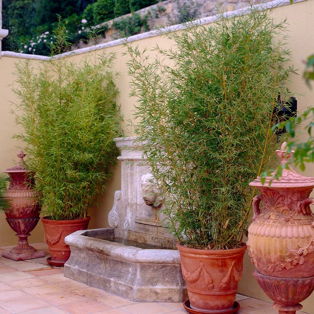 Golden Bamboo Plant 4 Golden Bamboo Plant - Image 2