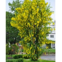Columnar Goldenchain Tree -Brighter Blooms Golden Chaintree Fastigiata 1