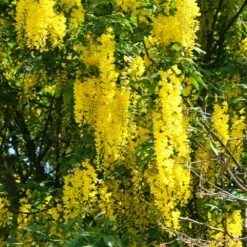 Columnar Goldenchain Tree -Brighter Blooms Golden Chaintree Fastigiata 2
