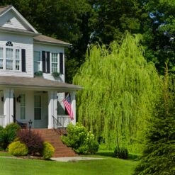 'Golden Curls' Corkscrew Willow Tree -Brighter Blooms Golden Curls Willow 4