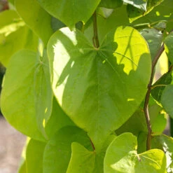 Golden Falls® Redbud Tree 10 Golden Falls® Redbud Tree -Brighter Blooms Golden Falls Redbud 2