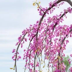 Golden Falls® Redbud Tree 11 Golden Falls® Redbud Tree -Brighter Blooms Golden Falls Redbud 3