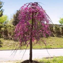 Golden Falls® Redbud Tree 9 Golden Falls® Redbud Tree -Brighter Blooms Golden Falls Redbud 4