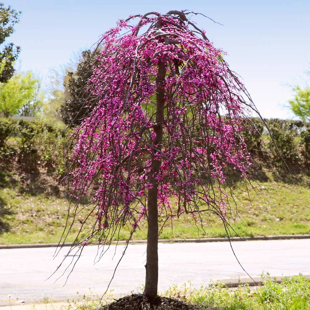 Golden Falls® Redbud Tree 5 Golden Falls® Redbud Tree - Image 3