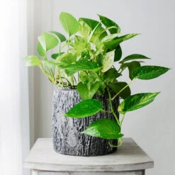 New Apartment House Plant Kit -Brighter Blooms Golden Pothos 1 BB 2f82a55c 1ab7 4456 b428 3383c86afca5