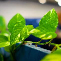 Golden Pothos Plant -Brighter Blooms Golden Pothos 2 BB