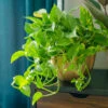 Golden Pothos Plant 1 Golden Pothos Plant -Brighter Blooms Golden Pothos 6 BB