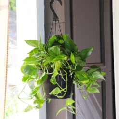 Golden Pothos Plant -Brighter Blooms Golden Pothos 7