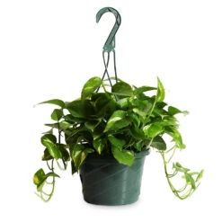 Golden Pothos Plant -Brighter Blooms Golden Pothos HB 1