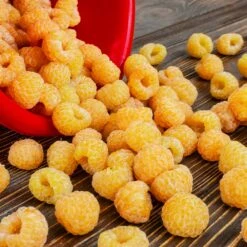 Golden Raspberry Plant -Brighter Blooms Golden Raspberry 6 BB