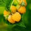 Golden Raspberry Plant -Brighter Blooms Golden Raspberry BB 600x600 ffe5f1de 001d 4f21 be37 4f499e9376fa