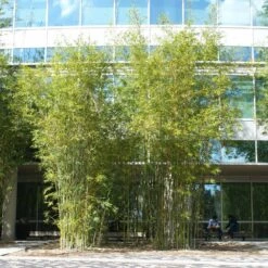 Graceful Bamboo -Brighter Blooms Graceful Bamboo 2