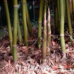 Graceful Bamboo -Brighter Blooms Graceful Bamboo 4 BB