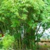 Graceful Bamboo -Brighter Blooms Graceful Bamboo BB 600x600 ee65bc2f d1c8 4c20 bf26 1aa6c678e3fb