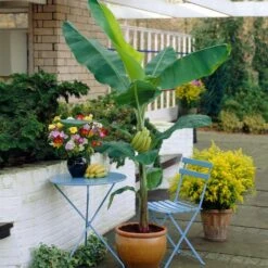 Grand Naine Banana Tree 12 Grand Naine Banana Tree -Brighter Blooms Grand Naine Nain Banana 4